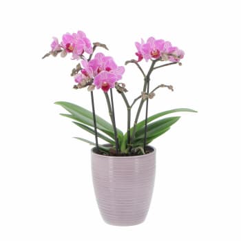 Pianta Orchidea Phalaenopsis Boquetto Fucsia H Cm Vaso Cm