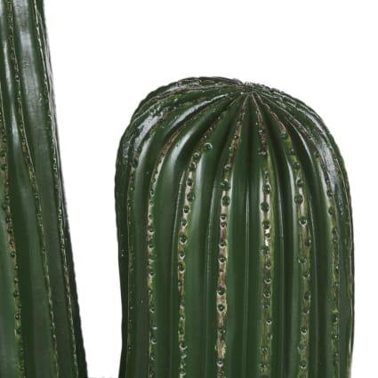 tiger cactus tiger skin cactus