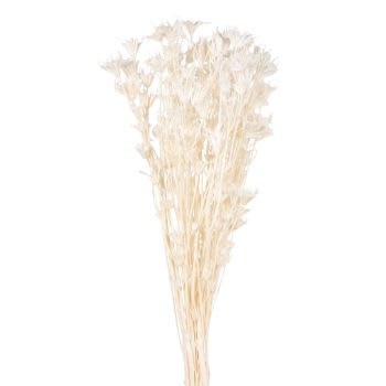MARIE - Bouquet de fleurs séchées blanches