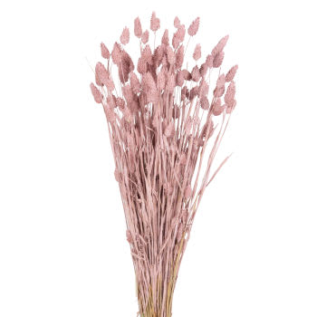Strauß aus getrockneten rosa Glanzgräsern