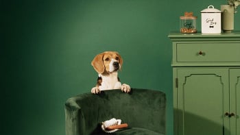 Animali da compagnia