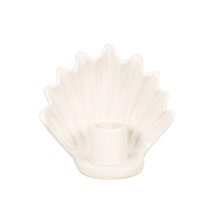 Tridacna Squamosina: Una Nuova Conchiglia Dei Fondali Marini