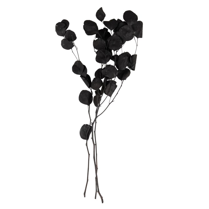 Tiges De Glycine Séchées Naturelles - 60-80 Cm, Idéales Pour Mariage, Déco D'intérieur Et Guirlandes Florales
