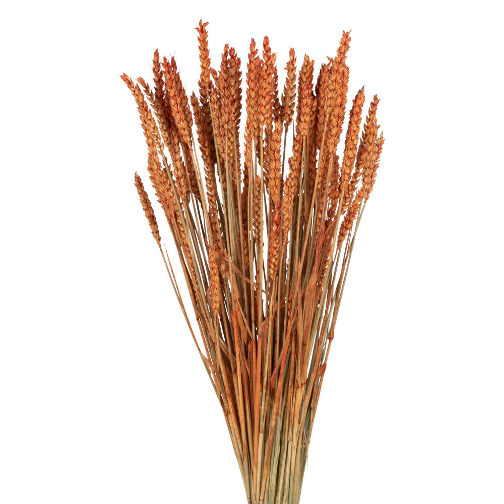 Bouquet de blé triticum orange séché (photo) Bouquet de blé triticum orange séché