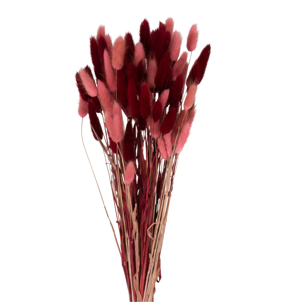 Bouquet de chatons séchés rose fuchsia