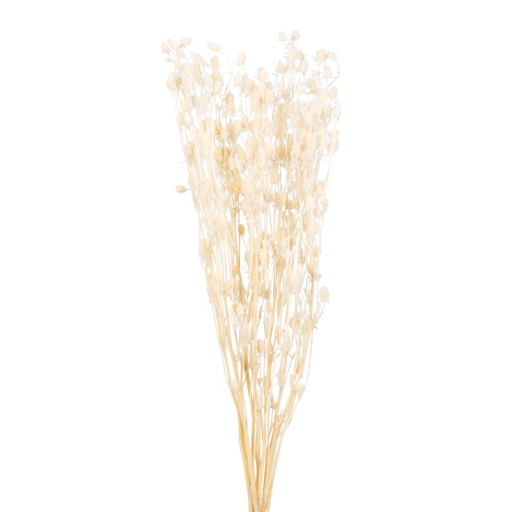 Bouquet de fleurs séchées blanc cassé Bouquet de fleurs séchées blanc cassé