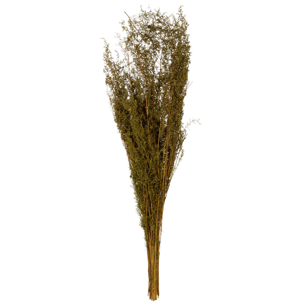 Bouquet de garrigues séchées vertes Bouquet de garrigues séchées vertes