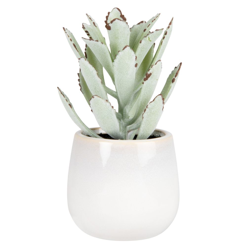 Succulente pot en grès blanc (photo) Succulente pot en grès blanc