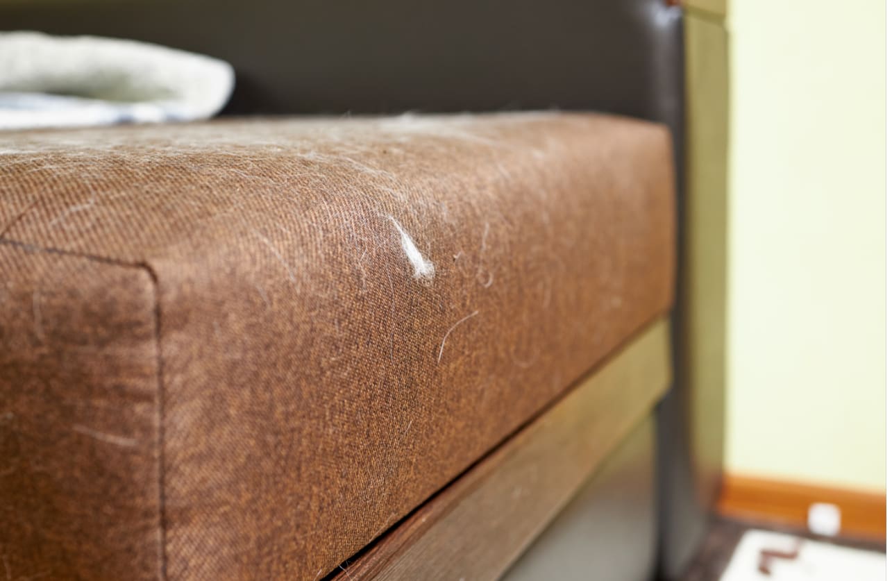 Comment nettoyer naturellement un canapé en tissu ? ? Blog BUT