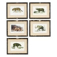 5 cadres animaux effet vieilli 34 x 44 cm HISTOIRE NATURELLE 5 cadres animaux effet vieilli 34 x 44 cm HISTOIRE NATURELLE