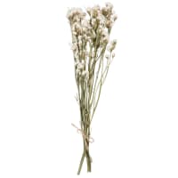 Bouquet de fleurs séchées blanc