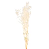 FIELD - Bouquet of dried white flowers