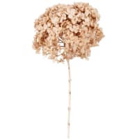 NATURAL - Getrocknete Hortensie, beige
