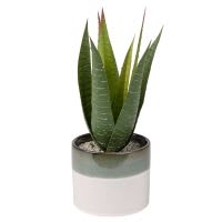 Künstliche Aloe Vera im zweifarbigen Keramikübertopf Künstliche Aloe Vera im zweifarbigen Keramikübertopf