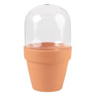 Maceta de terracota bajo campana de cristal Maceta de terracota bajo campana de cristal