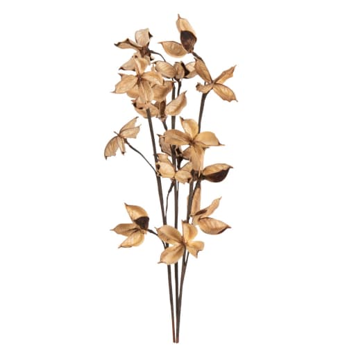 Beige and brown dried flower stems