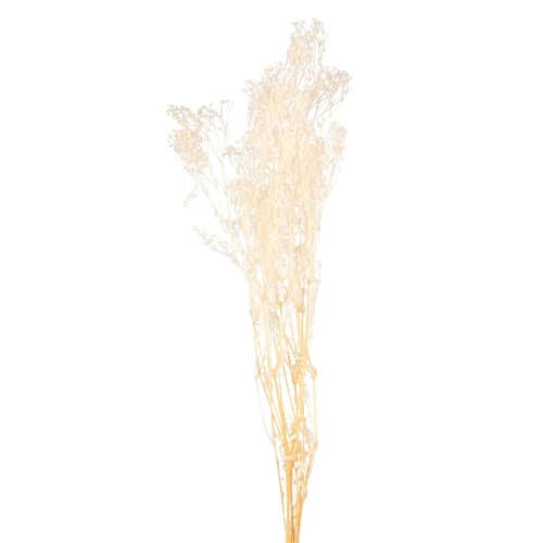 Déco Fleurs séchées | Bouquet de fleurs séchées blanches - YZ15831
