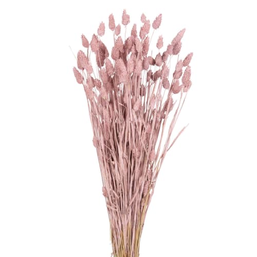 Bouquet de phalaris rose séché | Maisons du Monde