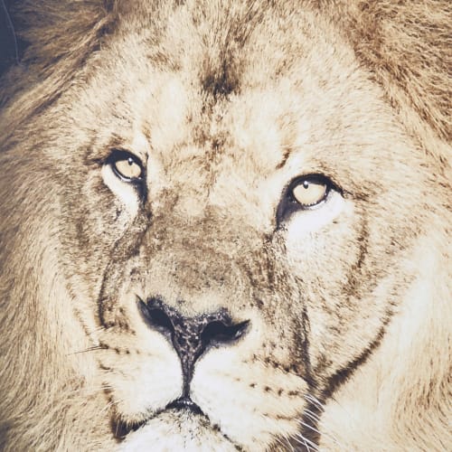 Tableau Lion Noir Et Blanc Maison Du Monde Tableau Lion En Plexiglas 161x123 Machaka Maisons Du Monde