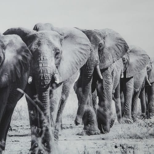 Dekoration Bilder | Wanddeko aus Plexiglas®, bedruckt mit Elefanten, 150x100cm - HR33749