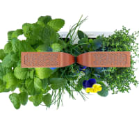Lingot® Chou Kale Bio - Compatible Potager D'Intérieur Véritable® Et Exky® - Recharge Prête à L'emploi - Substrat Avec Graines Intégrées