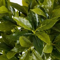 Albero di Alloro Pianta Artificiale con Vaso 125 cm Verde 244452