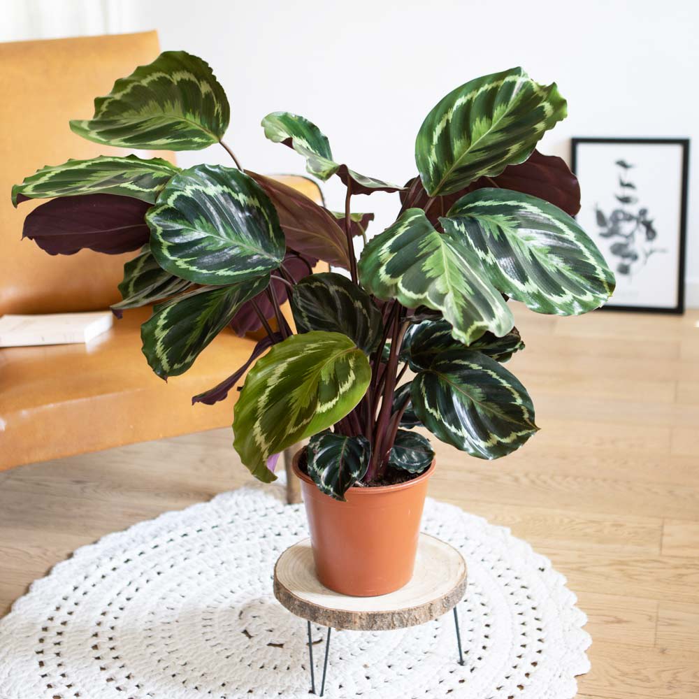calathea bestellen Calathea Rose Crimson