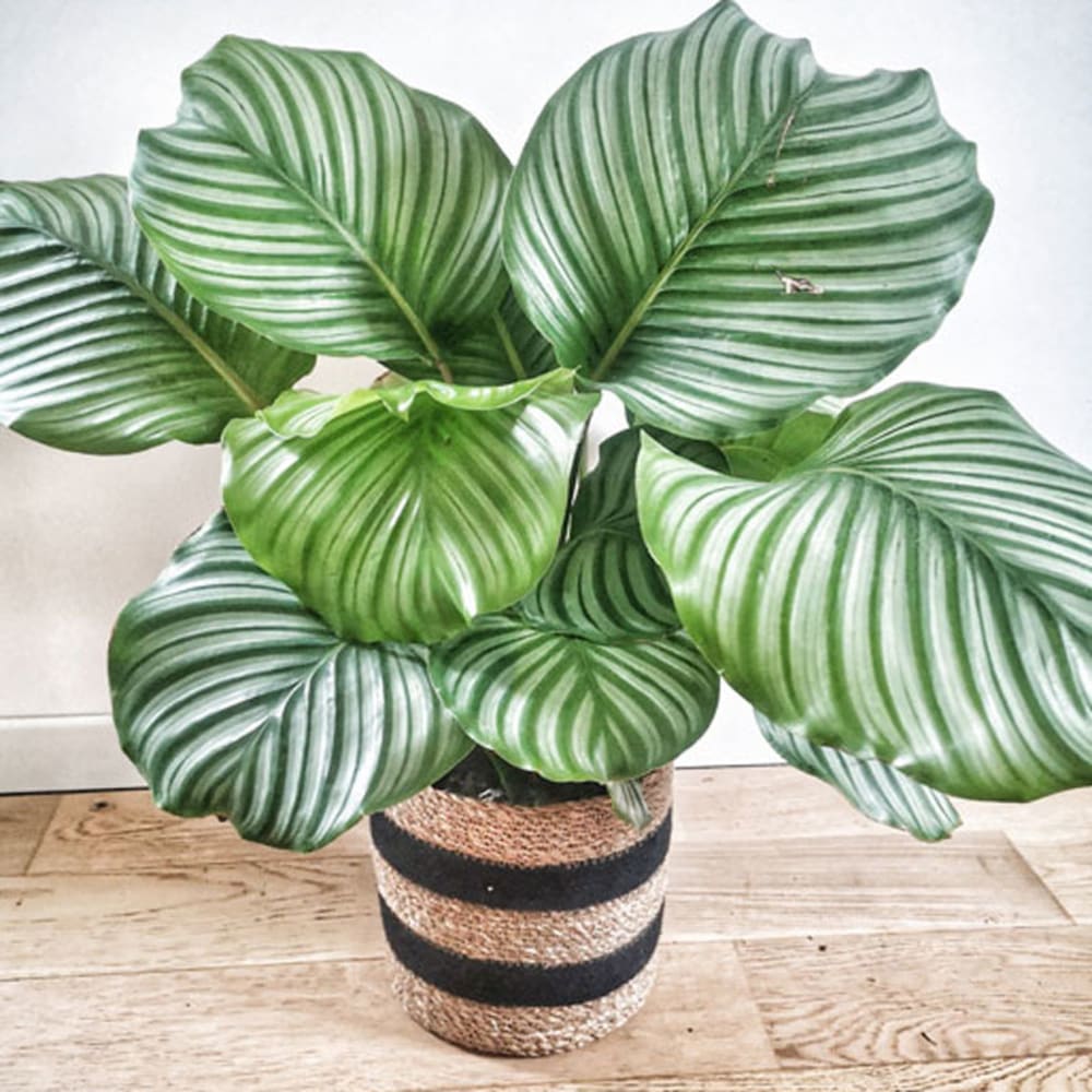 camellia japonica baum Seedeo® Japanische Kamelie (Camelia Japonica) Zimmer-Bonsai Rosablühen