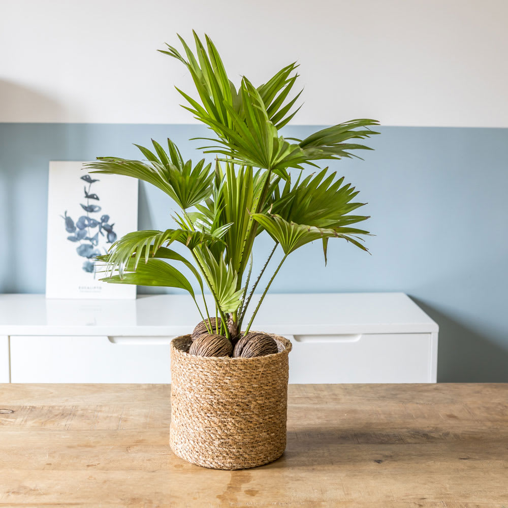 Palmier D'intérieur Livistona Rotundifolia - Pot 15 Cm, Hauteur Environ 45 Cm, Plante Verte Facile D'entretien