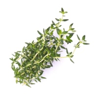 Lingot® Persil Plat BIO - Compatible Potager d'Intérieur Véritable® et Exky® - Recharge prête à