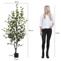 Dracaena - Piante E Fiori Artificiali / Decorazioni Per Interni