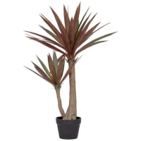 Foglie Traforate Di Cineraria Marittima Pianta Ornamentale Dargento Foglie Verde Gm1438358358 478882181