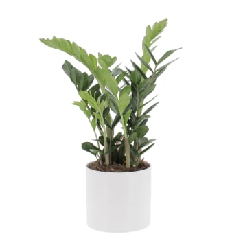 Pianta da Interno Zamioculcas Zamiifolia H 50/60 cm Vaso Ø 17 cm