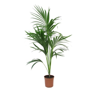 Pianta da Interno Howea Forsteriana Kentia H 100/120 cm Vaso Ø 20 cm