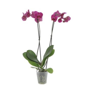 Orchidea Phalaenopsis Fucsia Pianta Vera H 60/70 cm Vaso Ø 12