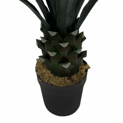 Palma giapponese Cicas "Cycas revoluta" pianta in vaso 25 cm