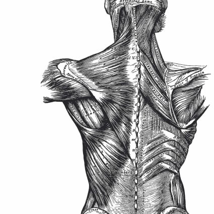 Cuerpo humano anatomía-set de cuadros,marco negro,a4 Cuerpo