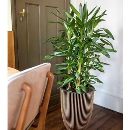 KORAD Vaso da fiori con sottobicchiere integrato - Decoro 088 - nero lucido, dia KORAD Vaso da fiori con sottobicchiere integrato - Decoro 088 - nero lucido, dia