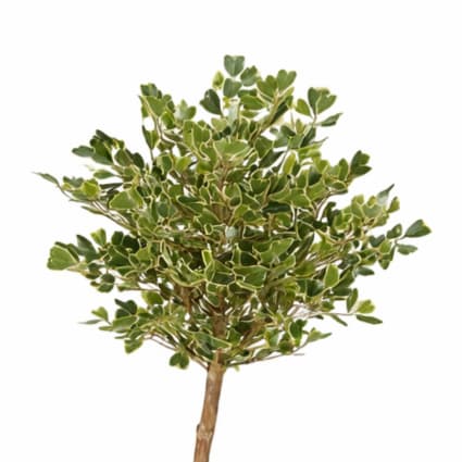 Kunstpflanze Ficus Grn Polyester H150xB90xL90cm Ficus | Maisons du Monde