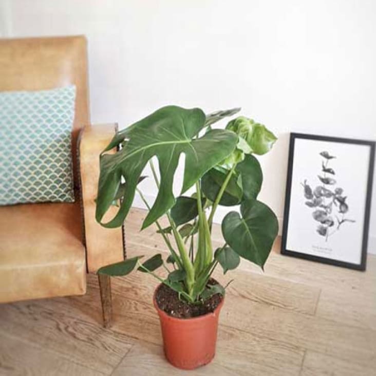 Philodendron Monstera – Plante verte d'intérieur avec son Cache