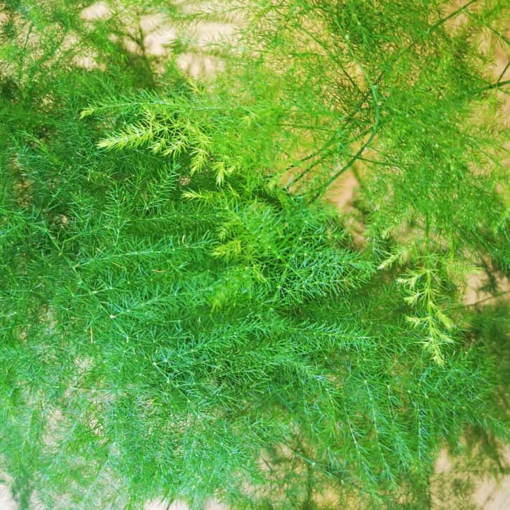 Aspargus plante d'intérieur résistante avec cache-pot-ASPARGUS PLUMOSUS cropped-4