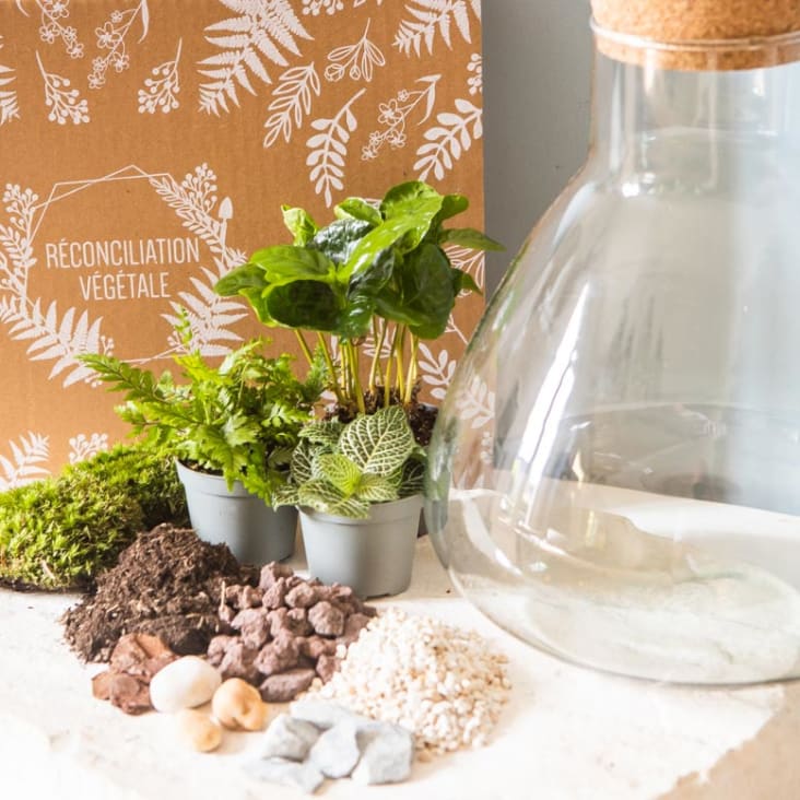 Kit pour terrarium 3 plantes coffea, fougère et fittonia vert-DIY cropped-4