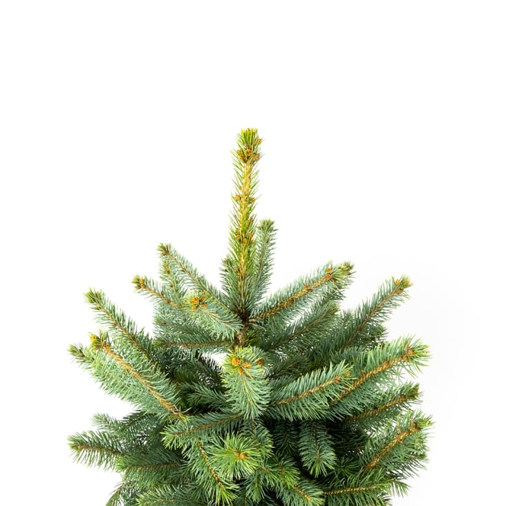 Sapin de Noël naturel en pot H60cm - EPICEA PUNGENS cropped-4