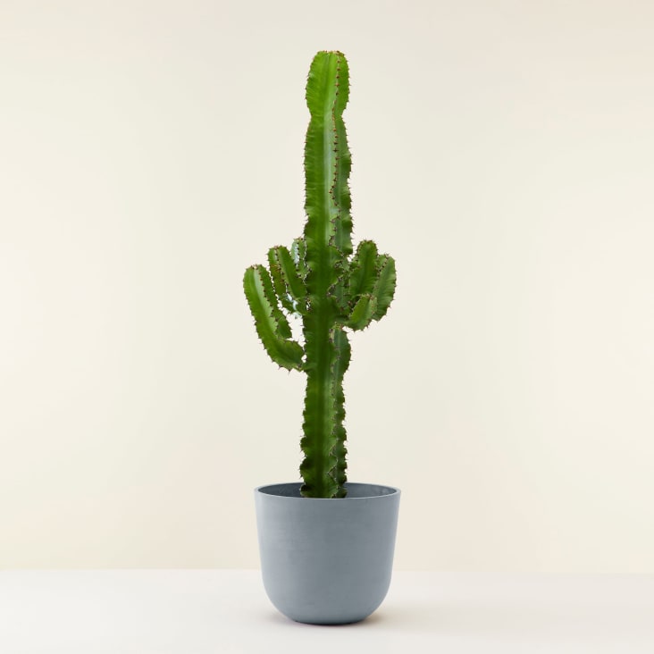 Cactus artificielle avec Pot en Céramique Modèle 2