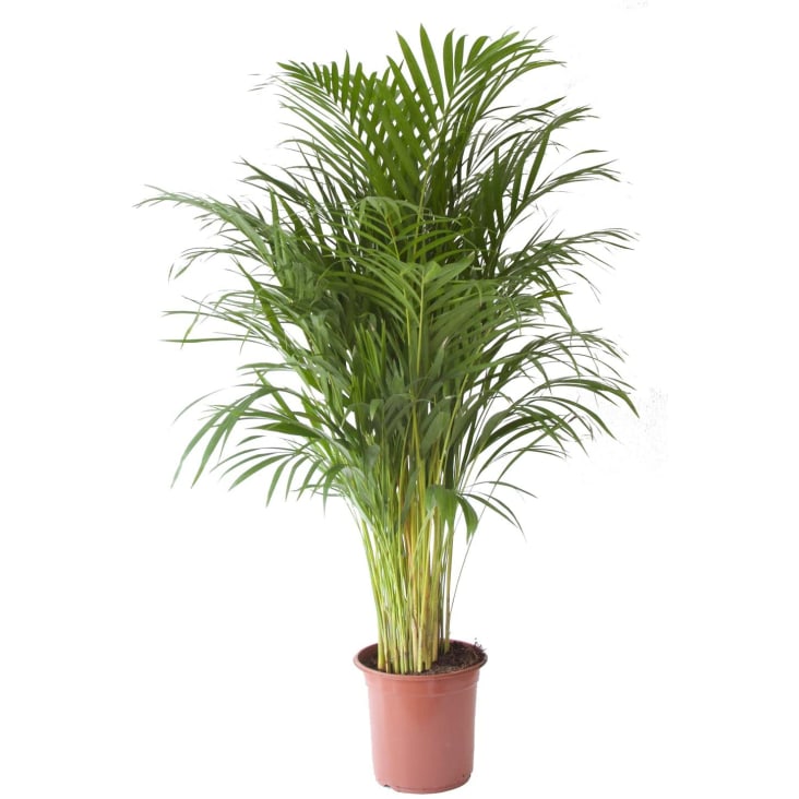 Planta Palmera Artificial 120cm Decoracion Hogar Kd8801