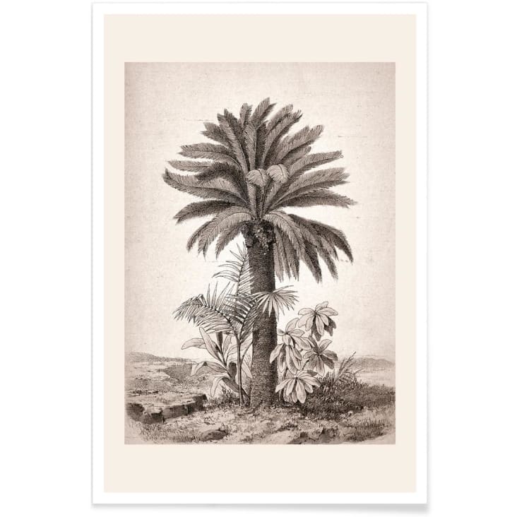 Affiche blanc ivoire & gris-Sago palm