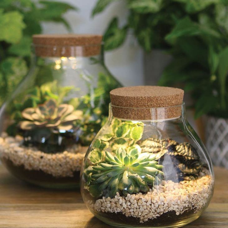 Vase terrarium transparent / vases en verre 20 x 30 cm avec bouchon en liège  /