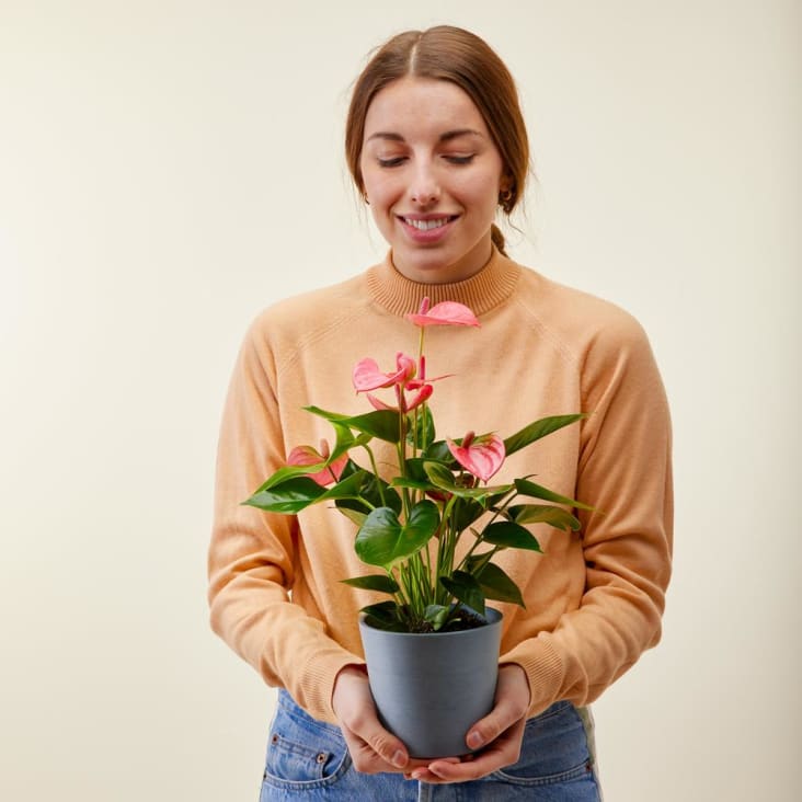 Plante d'intérieur - Anthurium rose 50 cm en pot blanc gris