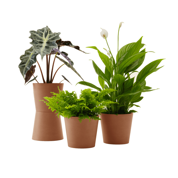 Plante - Spathiphyllum, Bananier, Nephrolepis pot terra