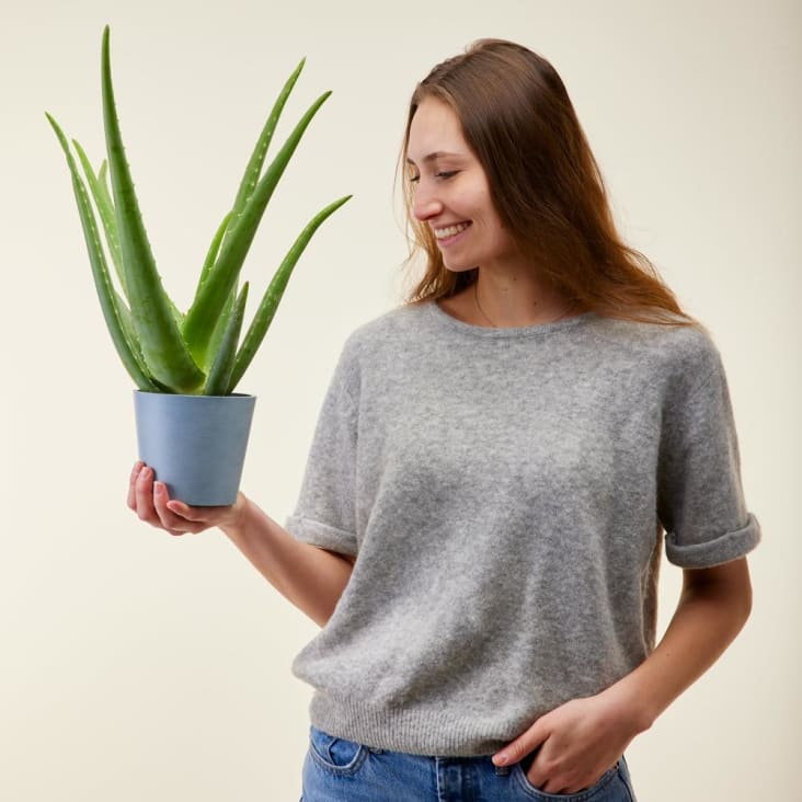 Plante d'intérieur - Aloe Vera de 25 cm en pot blanc gris cropped-2
